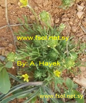 Ceratocephalus falcatus (L.) Pers.